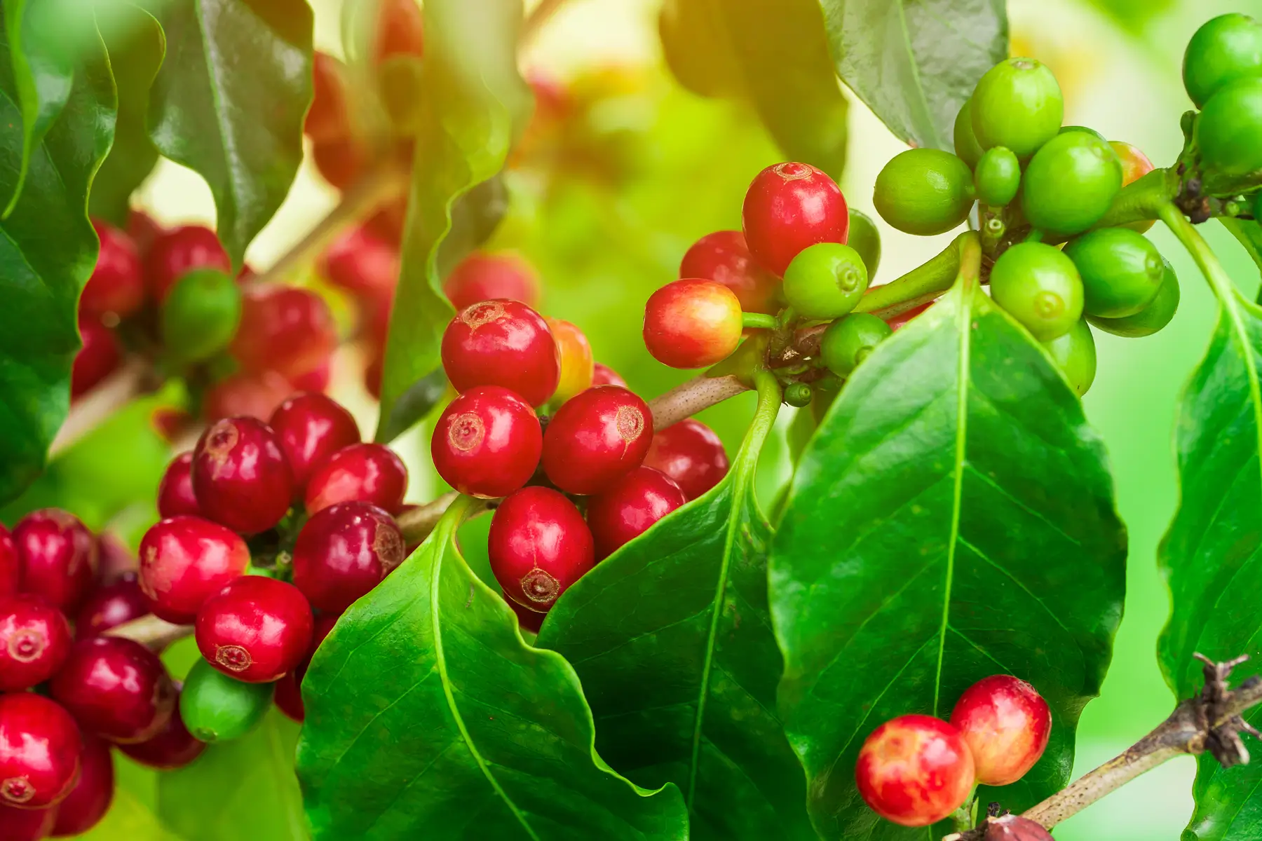 What Is the Difference Between Coffee Traders and Coffee Exporters?